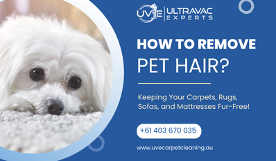 The Ultimate Guide to Taming Pet Hair: Tips and Tricks for a Hair-Free Home